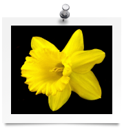 Yellow Daffodil - Narcissus Amaryllis 