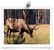 Bull Elk - Wyoming